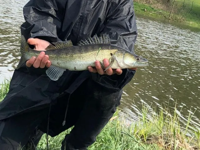 Zander