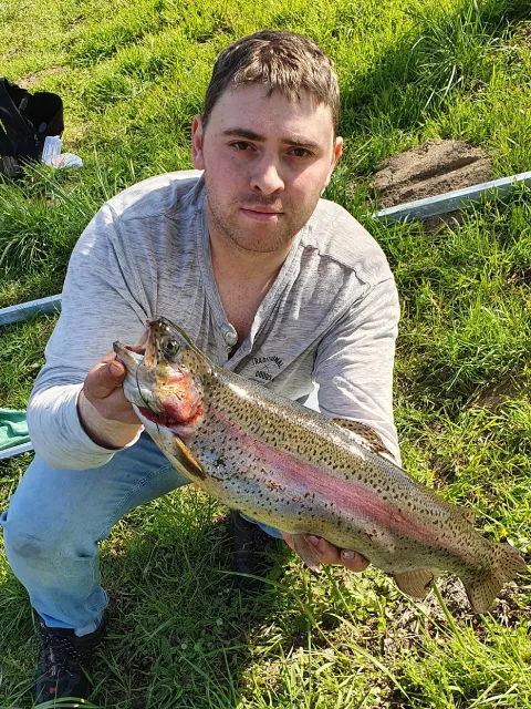 Regenbogenforelle