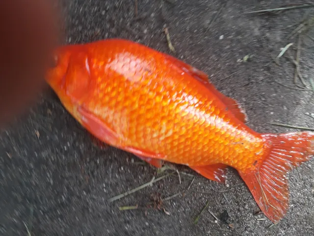 Karausche