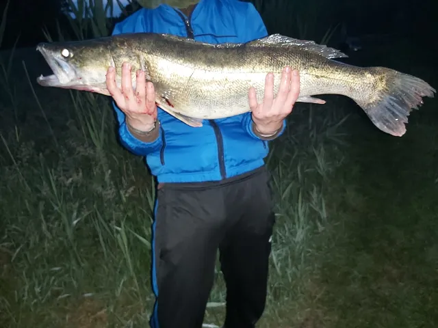 Zander