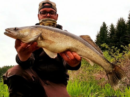 Zander