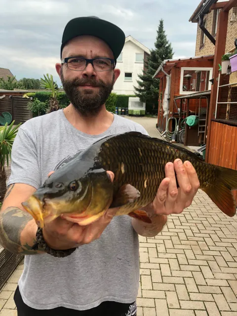 Karpfen