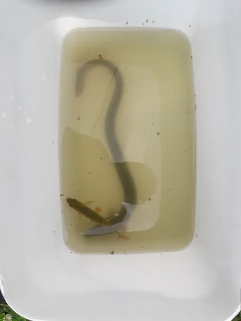 Aal