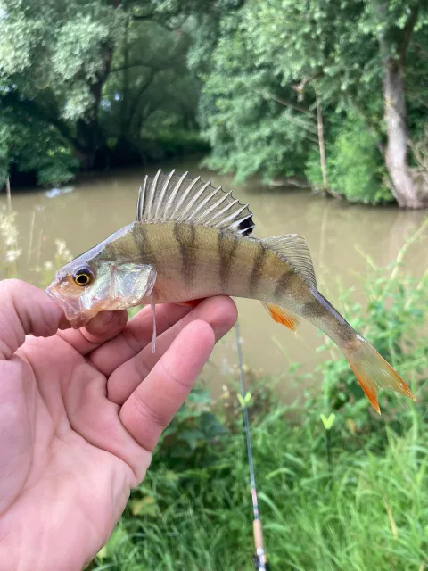 Flussbarsch