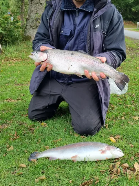 Regenbogenforelle