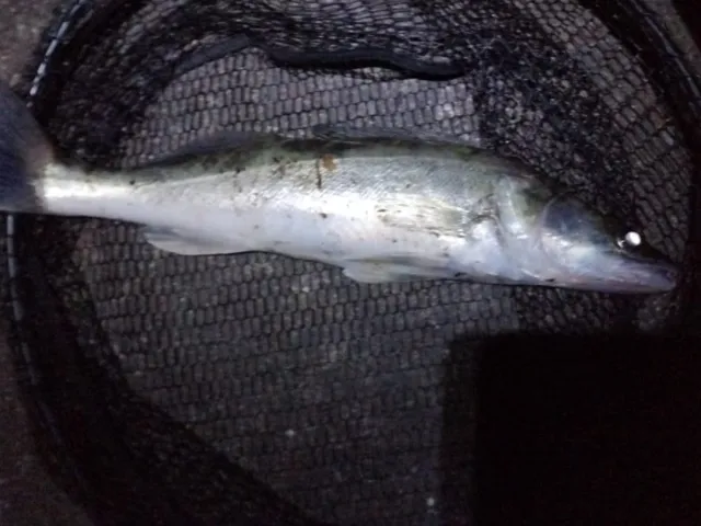Zander