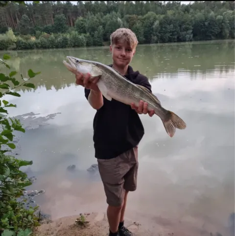 Zander