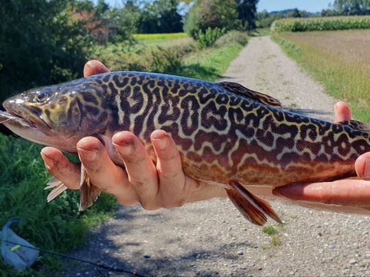 Tigerforelle