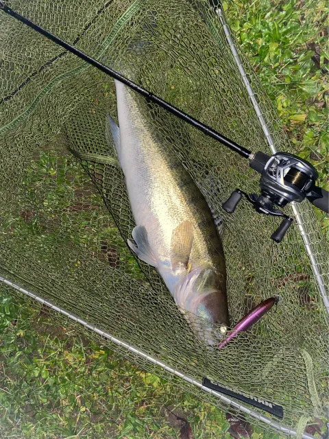 Zander