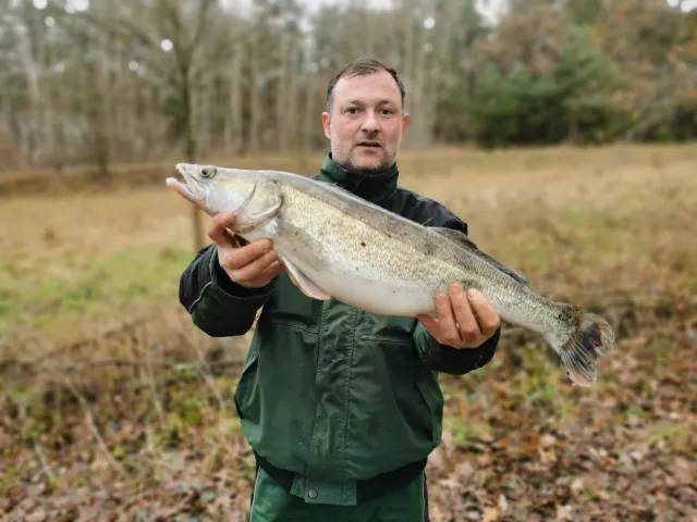 Zander