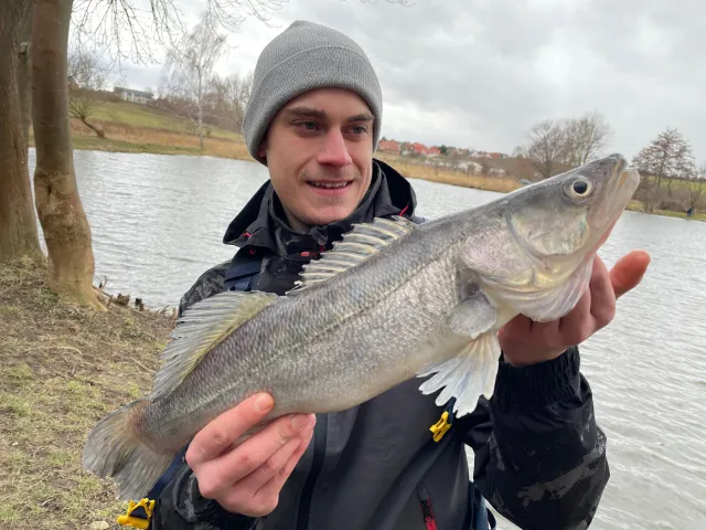 Zander