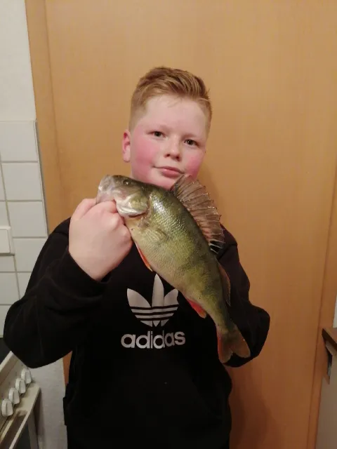 Flussbarsch