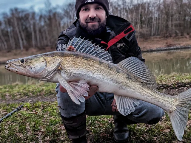 Zander