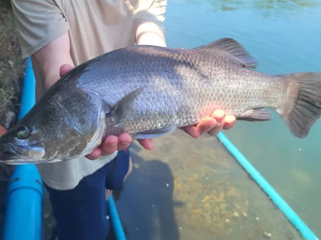 Barramundi