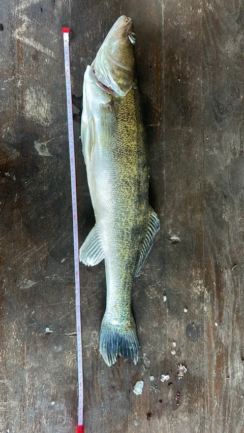 Zander