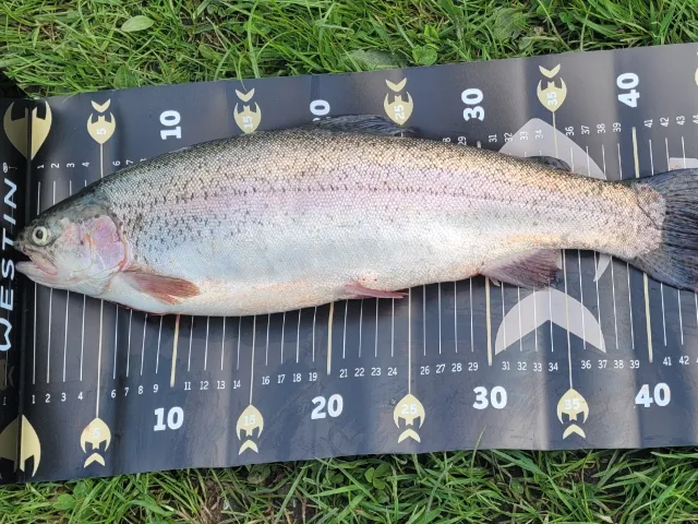 Regenbogenforelle