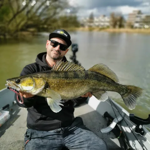 Zander