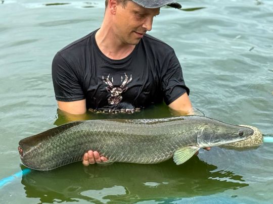 Arapaima