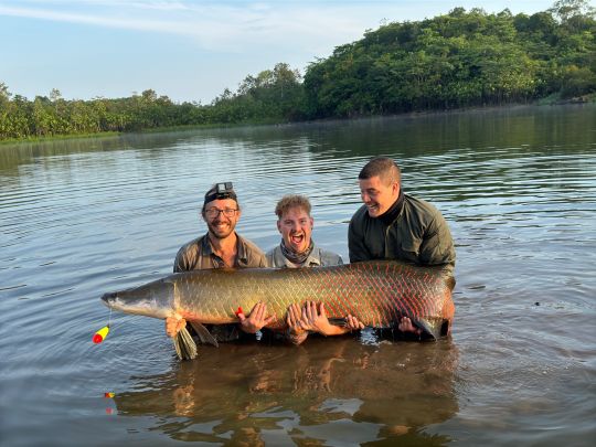 Arapaima