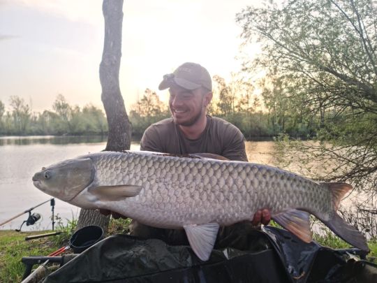 Graskarpfen