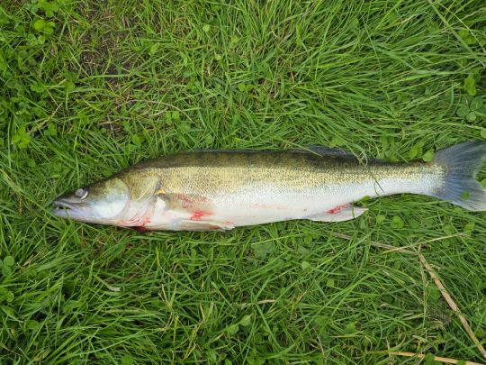 Zander