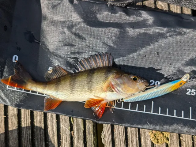 Flussbarsch