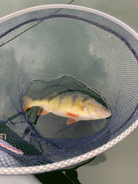 Flussbarsch