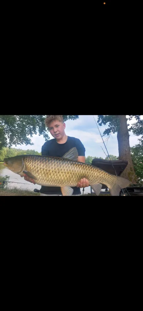 Graskarpfen