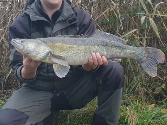 Zander