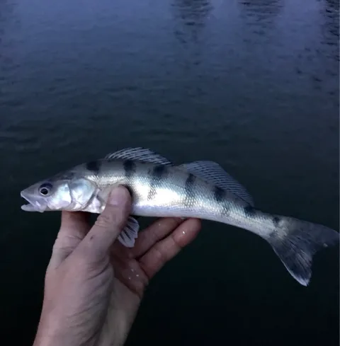 Wolgazander