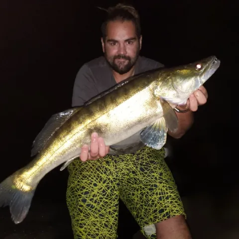 Zander
