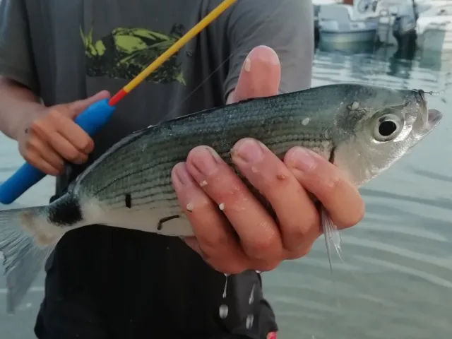 Dorade
