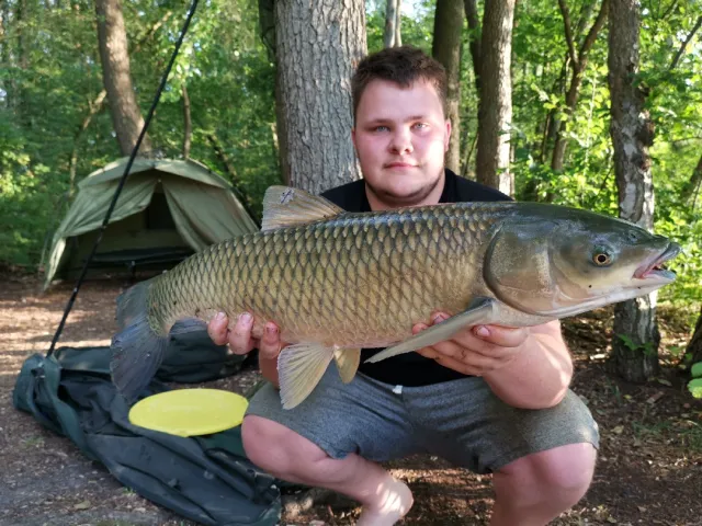 Graskarpfen