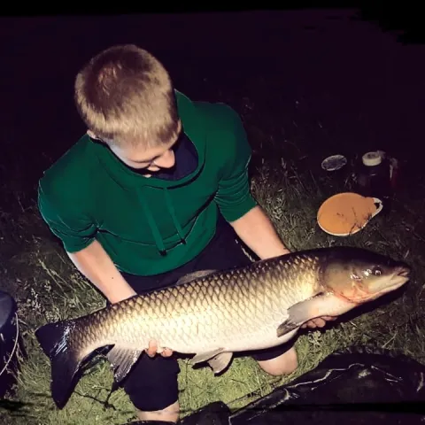 Graskarpfen
