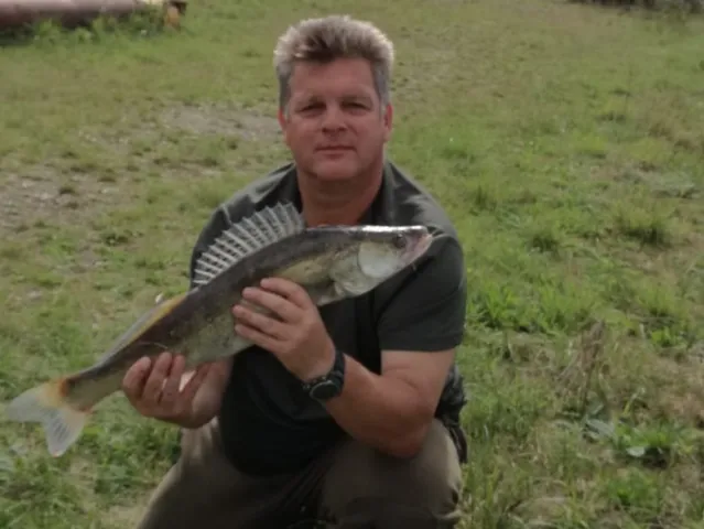 Zander