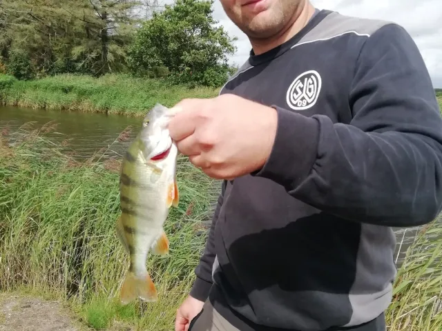 Flussbarsch