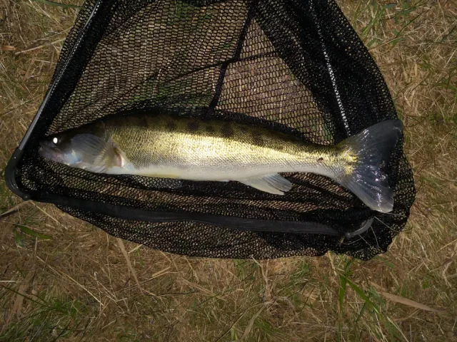 Zander