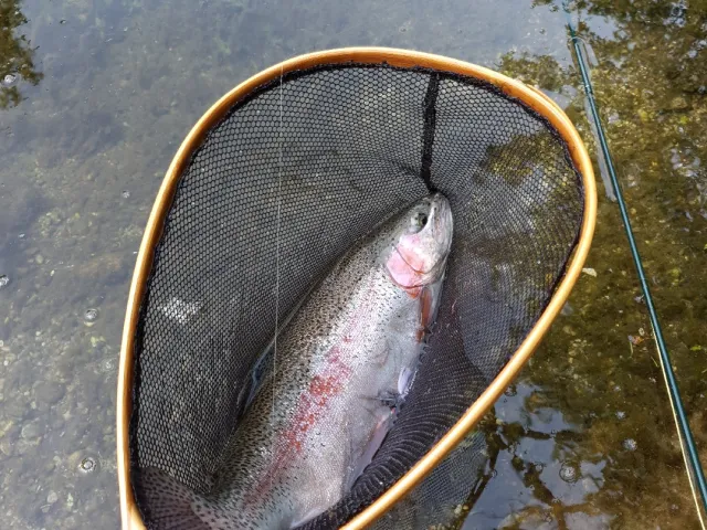 Regenbogenforelle