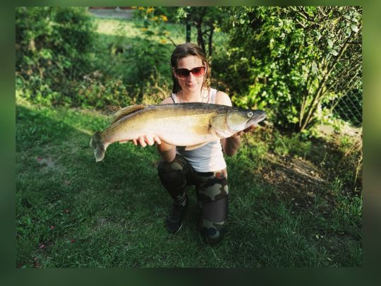 Zander
