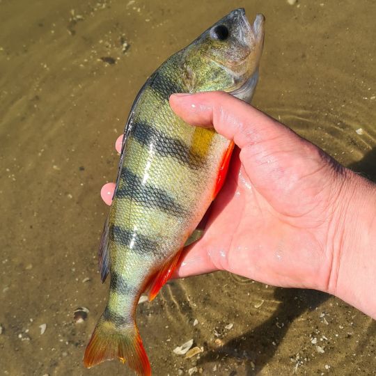 Flussbarsch