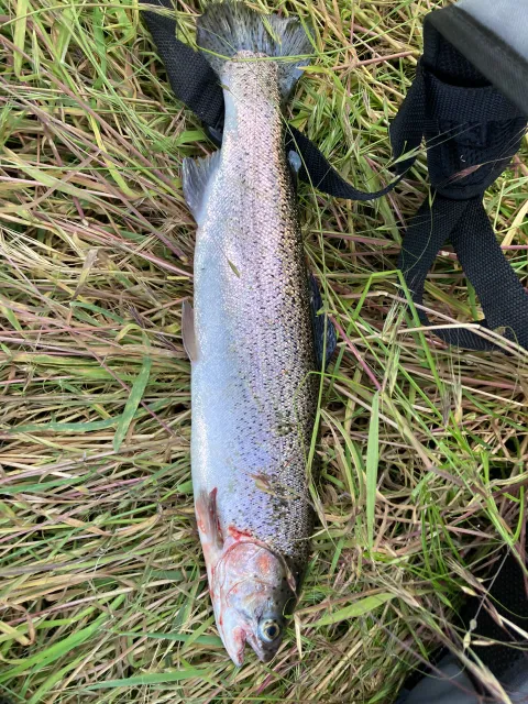 Regenbogenforelle