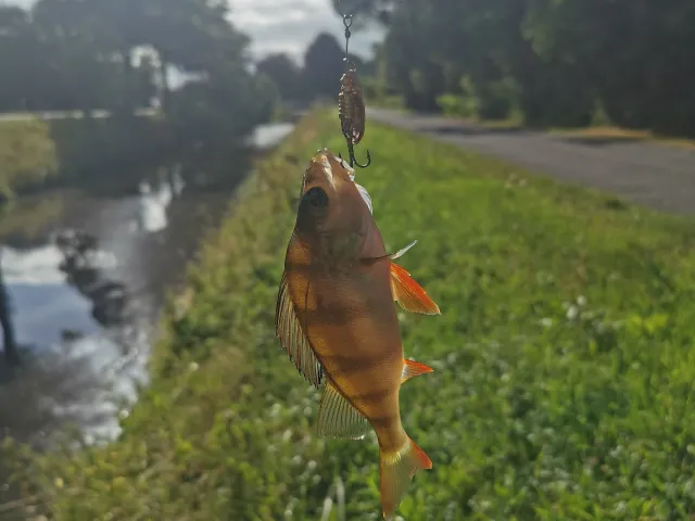 Flussbarsch