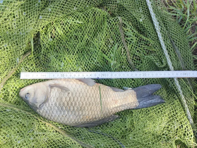 Giebel