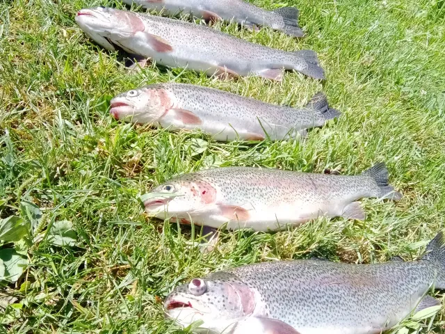Regenbogenforelle