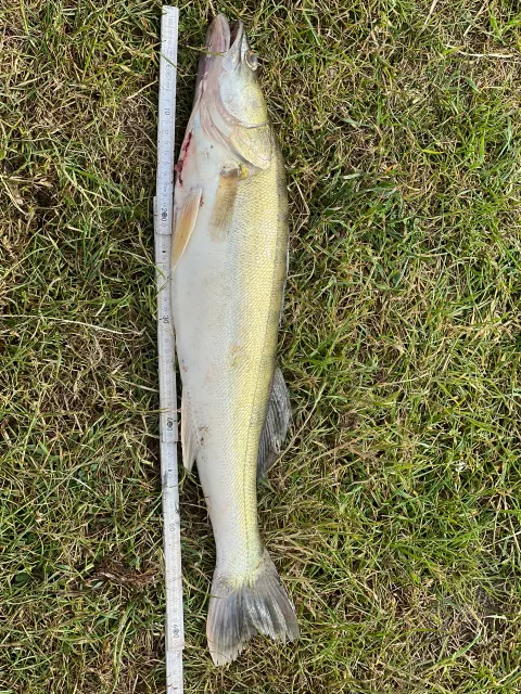 Zander
