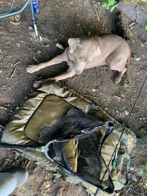 Schleie