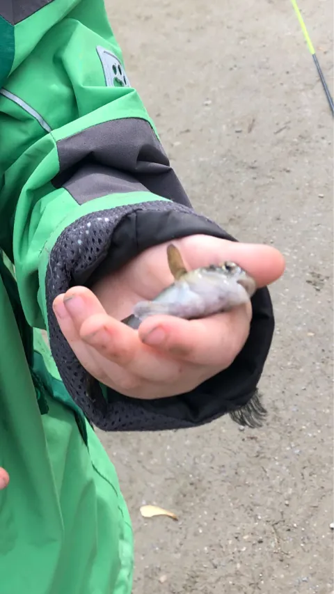 Flussgrundel