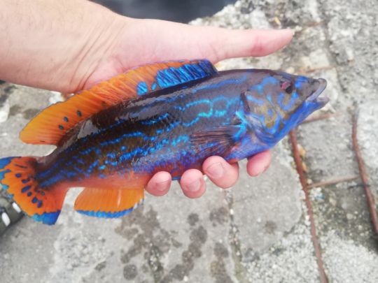 Lippfisch