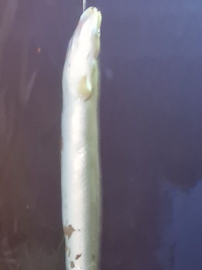 Aal
