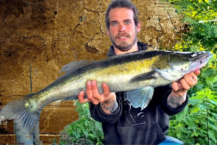 Zander